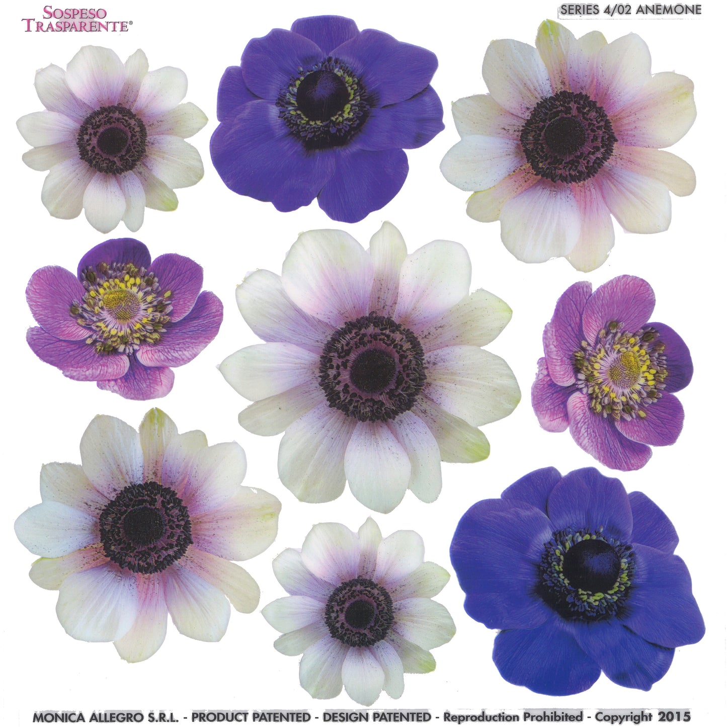 Sospeso Trasparente Pellicola Standard Serie 4 - 02 - Modello Anemone