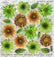 Sospeso Trasparente Pellicola 2/08 Olografica Green Gerbera
