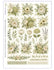 Idee Per Creare Carta di Riso 29,67x42 cm (A3) RIS-139 Fiori Verde Salvia