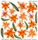 Sospeso Trasparente Pellicola Standard Serie 1 - 10 - Modello Orange Lilium