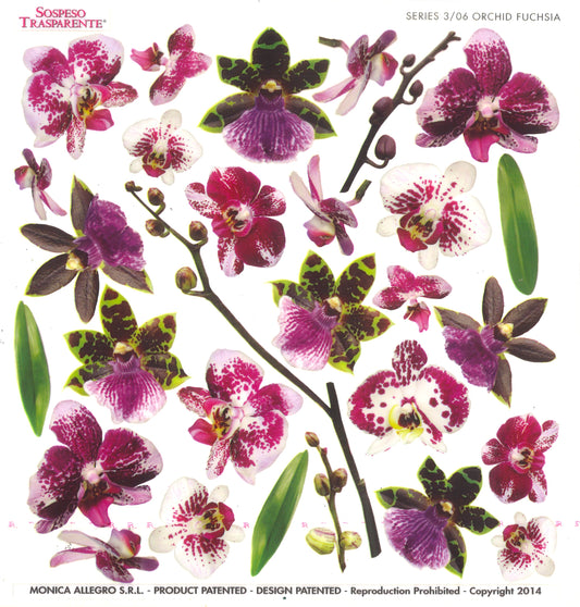 Sospeso Trasparente Pellicola Standard Serie 3 - 06 - Modello Fuchsia Orchid