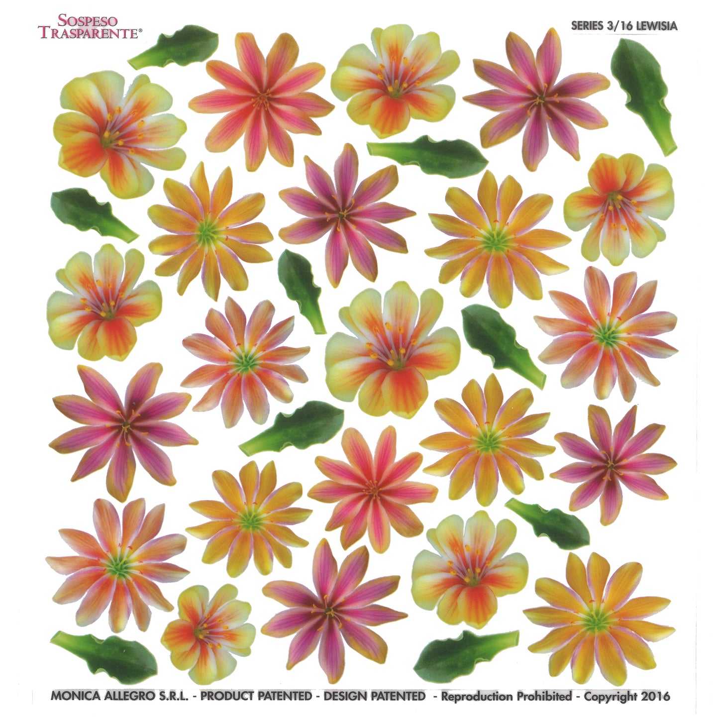 Sospeso Trasparente Pellicola Standard Serie 3 - 16 - Modello Lewisia