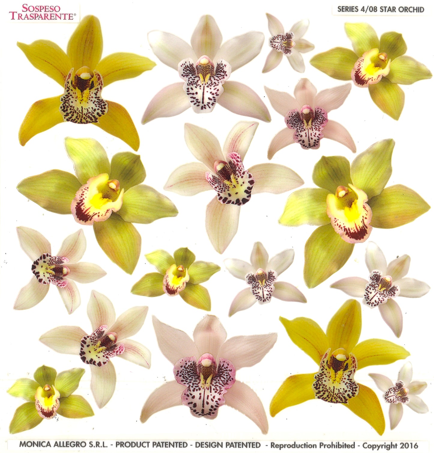 Sospeso Trasparente Pellicola Standard Serie 4 - 08 - Modello Star Orchid