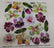 Sospeso Trasparente Pellicola Standard Serie 1 - 12B - Modello Colored Orchid